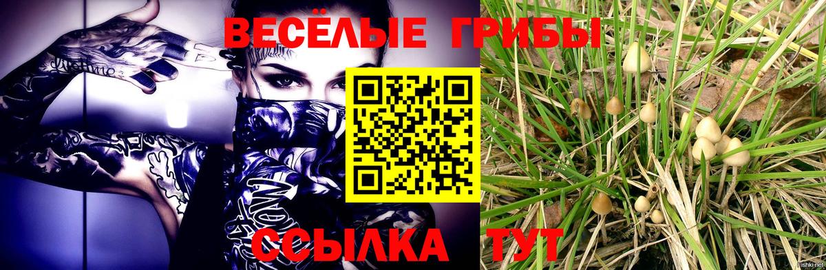 хочу   Псилоцибиновые грибы MAGIC MUSHROOMS  Ишим  Вход с VPN  Галлюциногенные грибы GOLDEN TEACHER 